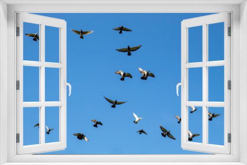 Fototapeta Naklejka Na Ścianę Okno 3D - flock of flying speed racing pigeon , group of flying pigeon against beautiful sky