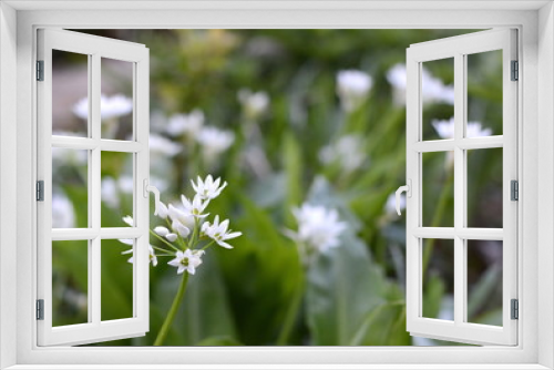 Fototapeta Naklejka Na Ścianę Okno 3D - Wild garlic blossom in spring.