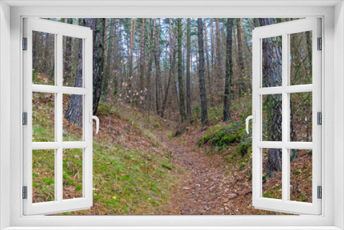 Fototapeta Naklejka Na Ścianę Okno 3D - Trees in pine forest