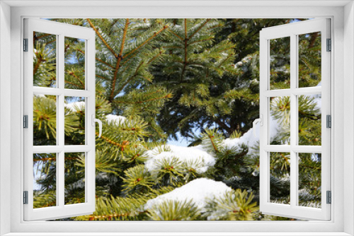Fototapeta Naklejka Na Ścianę Okno 3D - White Snow on the green branches of a Christmas tree