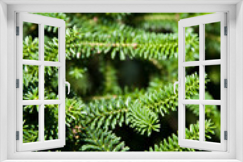 Fototapeta Naklejka Na Ścianę Okno 3D - Pine tree brunch closeup. Green spruce.