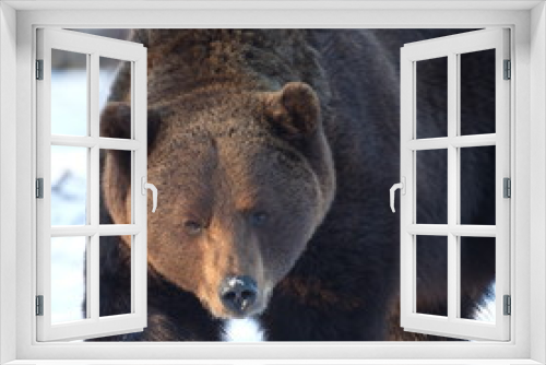 Fototapeta Naklejka Na Ścianę Okno 3D - Brown Bear