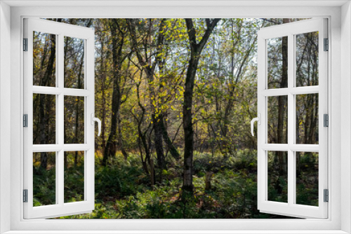 Fototapeta Naklejka Na Ścianę Okno 3D - Naturschutzgebiet Zwillbrocker Venn