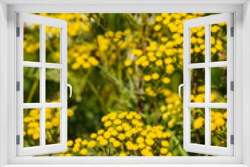 Fototapeta Naklejka Na Ścianę Okno 3D - Yellow wild, medicinal tansy flowers in the field.