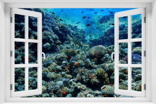 Fototapeta Naklejka Na Ścianę Okno 3D - Coral Reef at the Red Sea, Egypt