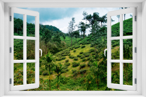 Fototapeta Naklejka Na Ścianę Okno 3D - landscape of lush organic green tea plantation on hills during monsoon season with cloudy sky, tea is major resource of indian agriculture