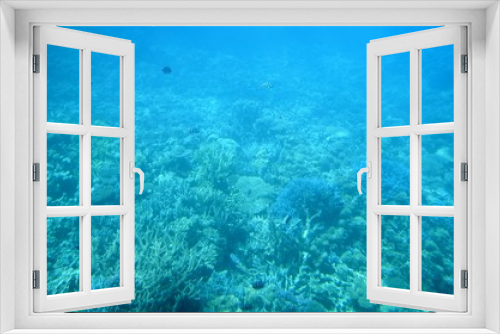 Fototapeta Naklejka Na Ścianę Okno 3D - Fonds sous-marins de la Mer Rouge ( Hurghada -Égypte)