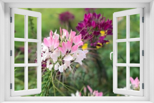 Fototapeta Naklejka Na Ścianę Okno 3D - bee on flower