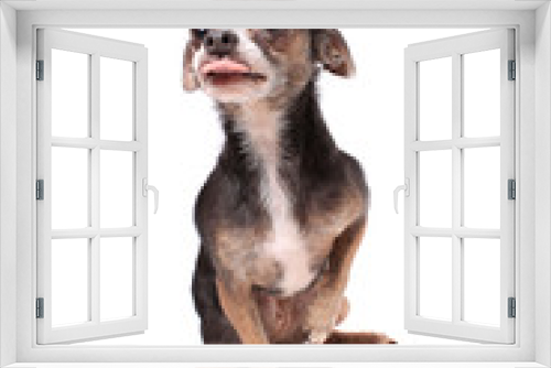 Fototapeta Naklejka Na Ścianę Okno 3D - Chihuahua dog portrait