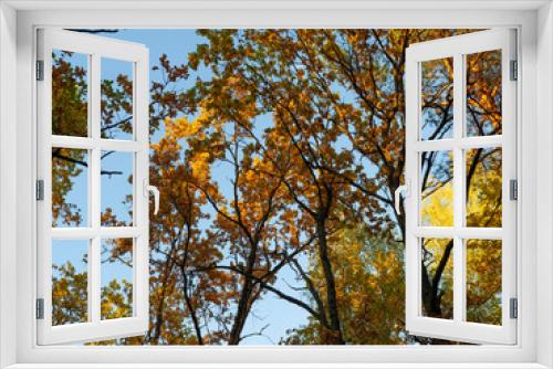 Fototapeta Naklejka Na Ścianę Okno 3D - Bright autumn foliage on trees and on the ground in a city park. The sky shines through the foliage. Weekend in nature.