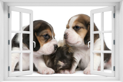 Fototapeta Naklejka Na Ścianę Okno 3D - Two Beagle Puppies, 1 month old, and Peruvian guinea pig