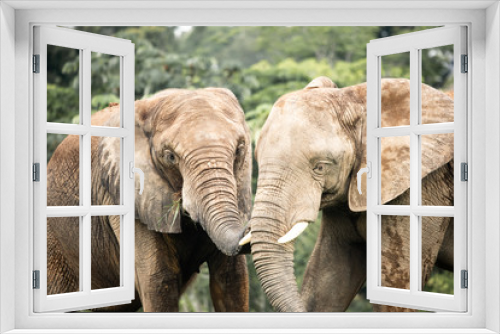 Fototapeta Naklejka Na Ścianę Okno 3D - mother and baby elephant