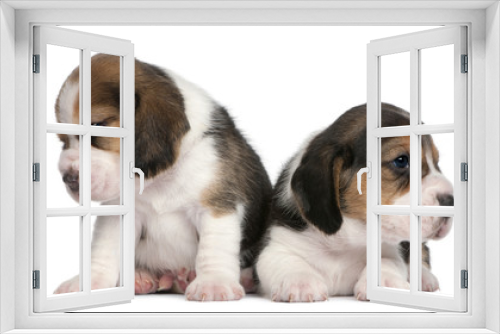 Fototapeta Naklejka Na Ścianę Okno 3D - Two Beagle Puppies, 1 month old, in front of white background