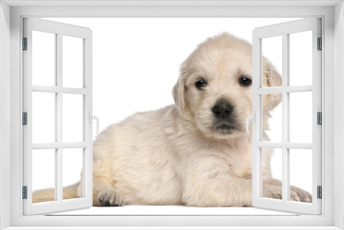Fototapeta Naklejka Na Ścianę Okno 3D - Golden Retriever puppy, 4 weeks old