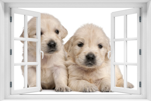Fototapeta Naklejka Na Ścianę Okno 3D - Golden Retriever puppies, 4 weeks old