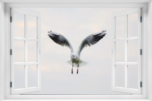 Fototapeta Naklejka Na Ścianę Okno 3D - Vögel