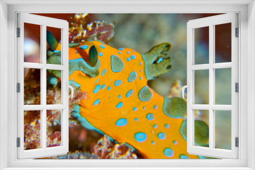 Fototapeta Naklejka Na Ścianę Okno 3D - Orange nudibranch