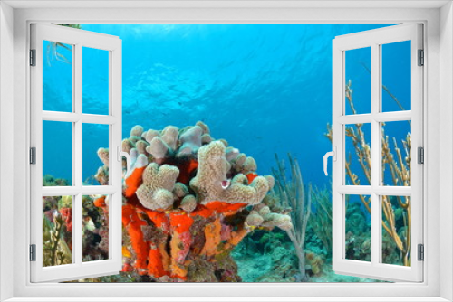 Fototapeta Naklejka Na Ścianę Okno 3D - Coral reef in San Andres