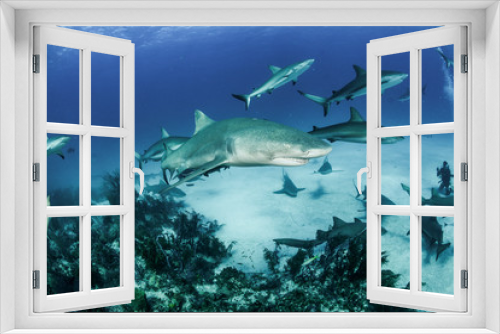 Fototapeta Naklejka Na Ścianę Okno 3D - Lemon Shark in Tiger Beach, Bahamas