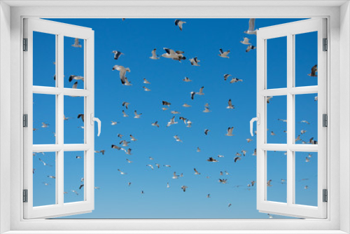 Fototapeta Naklejka Na Ścianę Okno 3D - Flying Seagulls