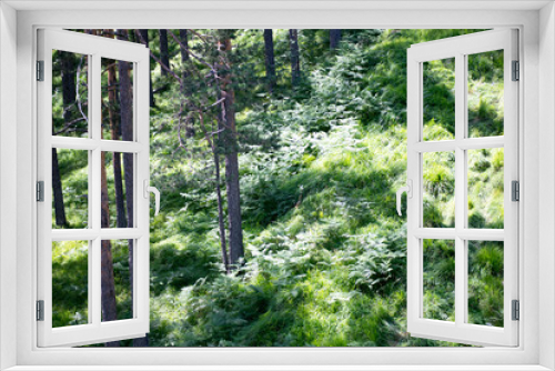 Fototapeta Naklejka Na Ścianę Okno 3D - summer in mountain forest landscape