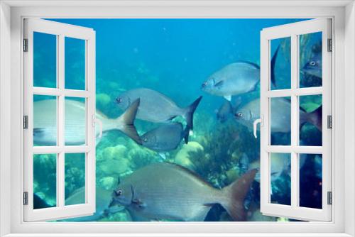 Fototapeta Naklejka Na Ścianę Okno 3D - tropical fish bermuda