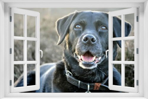 Fototapeta Naklejka Na Ścianę Okno 3D - The Lucky Labrador