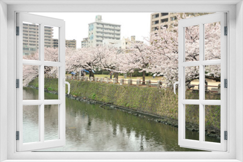Fototapeta Naklejka Na Ścianę Okno 3D - 大分城の桜