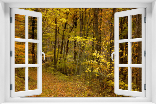 Fototapeta Naklejka Na Ścianę Okno 3D - 秋の木々、森の中のハイキングトレイル