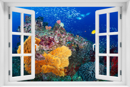 Fototapeta Naklejka Na Ścianę Okno 3D - A beautiful, colorful tropical coral reef in Thailand's Similan Islands