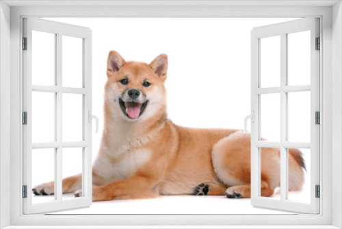 Fototapeta Naklejka Na Ścianę Okno 3D - Shiba Inu dog in front of a white background