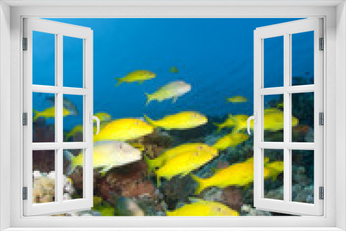 Fototapeta Naklejka Na Ścianę Okno 3D - School of Yellowsaddle goatfish, foraging on coral reef.