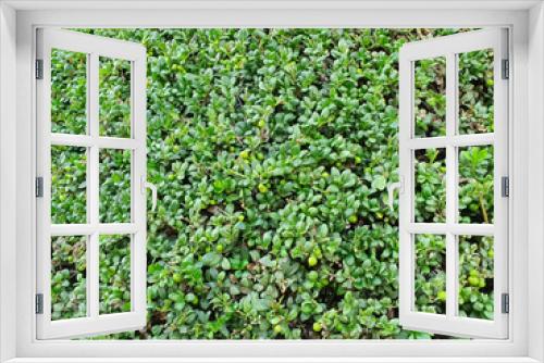 Fototapeta Naklejka Na Ścianę Okno 3D - leave for background.green leaf background.