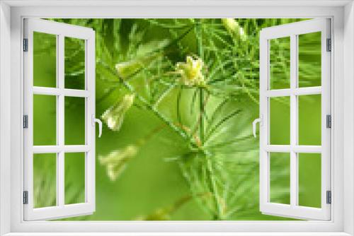 Fototapeta Naklejka Na Ścianę Okno 3D - Narrow-leaved asparagus
