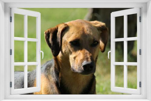 Fototapeta Naklejka Na Ścianę Okno 3D - close up of beautiful dog on grass