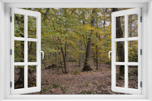 Fototapeta Naklejka Na Ścianę Okno 3D - Forêt de Sénart, Essonne, 91
