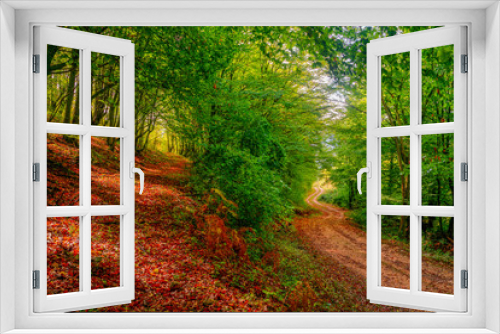 Fototapeta Naklejka Na Ścianę Okno 3D - Pathway to success. Autumn forest with two paths. Two paths in the autumn forest. Red, yellow, green, autumn, relaxing.