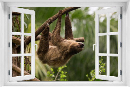 Fototapeta Naklejka Na Ścianę Okno 3D - A sloth is hanging of a branch