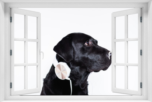 Fototapeta Naklejka Na Ścianę Okno 3D - beautiful black labrador at home listening to music on headset