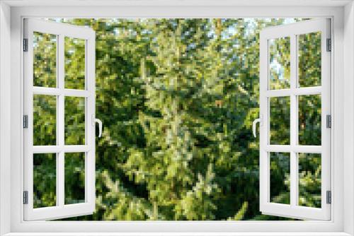 Fototapeta Naklejka Na Ścianę Okno 3D - Plantations of growing green christmas tree firs in Netherlands