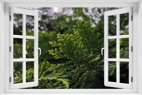 Fototapeta Naklejka Na Ścianę Okno 3D - Baum