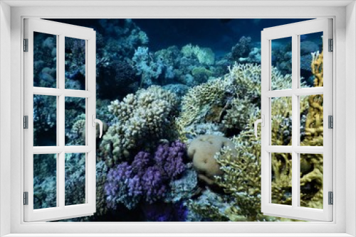Fototapeta Naklejka Na Ścianę Okno 3D - Koral morza czerwonego nurkowanie podwodne