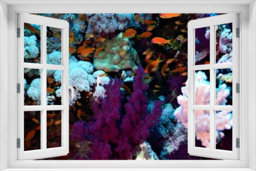 Fototapeta Naklejka Na Ścianę Okno 3D - koral ryby morza czerwonego nurkowanie podwodne 