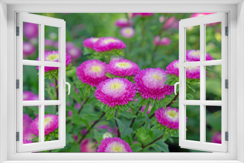 Fototapeta Naklejka Na Ścianę Okno 3D - Pink petals of Everlasting or Straw flower blooming on green leaves, this plant know as Helichrysum bracteatum (Venten.) Willd in botanical name, is an annual flowering in Compositae family