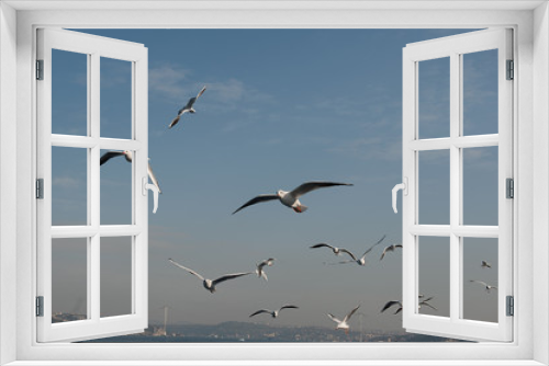 Fototapeta Naklejka Na Ścianę Okno 3D - flock of seagulls