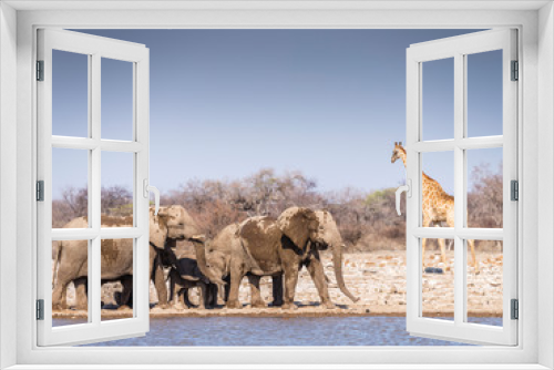 Fototapeta Naklejka Na Ścianę Okno 3D - Elephants at waterhole - Etosha National Park - Namibia