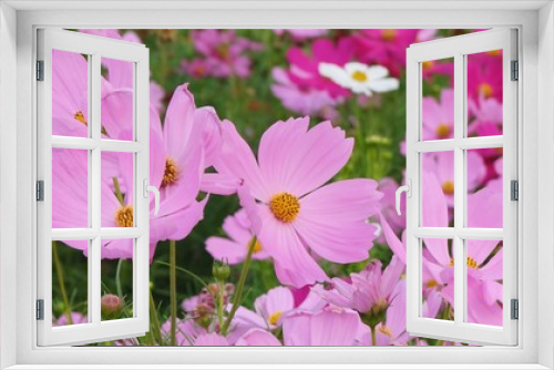 Fototapeta Naklejka Na Ścianę Okno 3D - Pink cosmos flower blooming background.