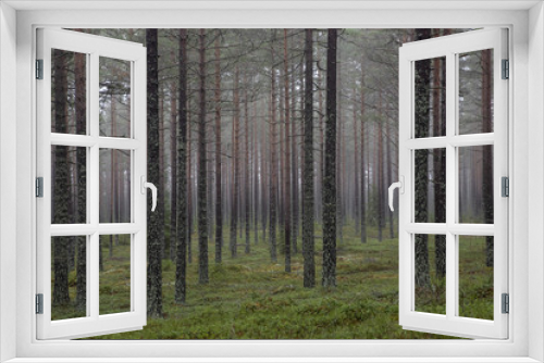 Fototapeta Naklejka Na Ścianę Okno 3D - Pine forest in a foggy day 