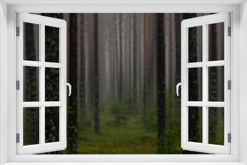 Fototapeta Naklejka Na Ścianę Okno 3D - Pine forest in a foggy day 
