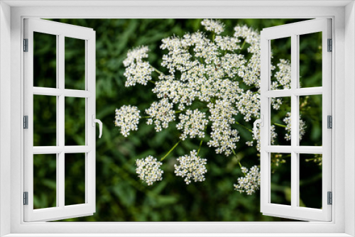 Fototapeta Naklejka Na Ścianę Okno 3D - View of little wild white flower on the summer meadow